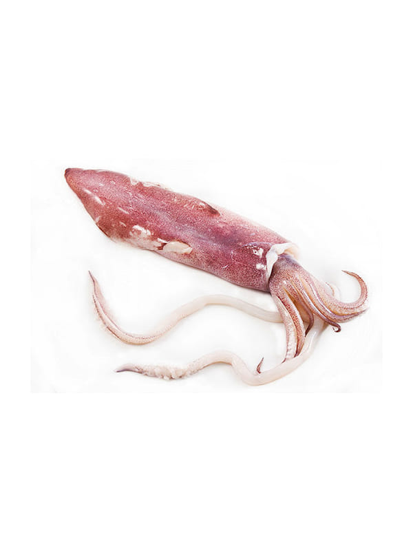 Καλαμάρι U3 Ινδίας 6X2kg