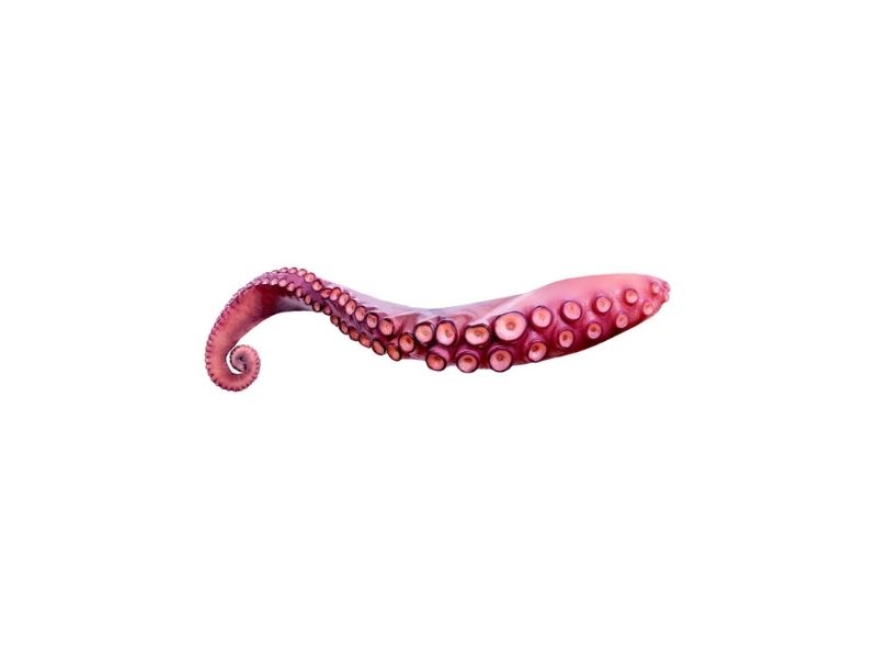 Χταπόδι ινδο-ειρηνικού πλοκάμι l IWP 12kg