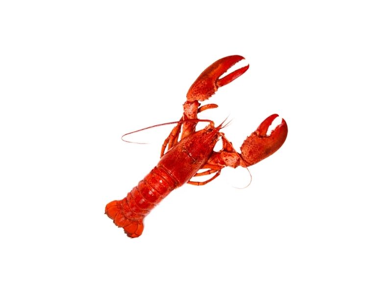 ΑΣΤΑΚΟΣ 860/1100gr ΚΑΡΑΪΒΙΚΗΣ 1X10kg