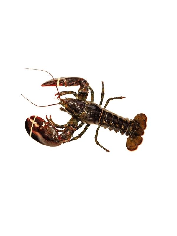 Αστακός Καραϊβικής 400/460g 10kg