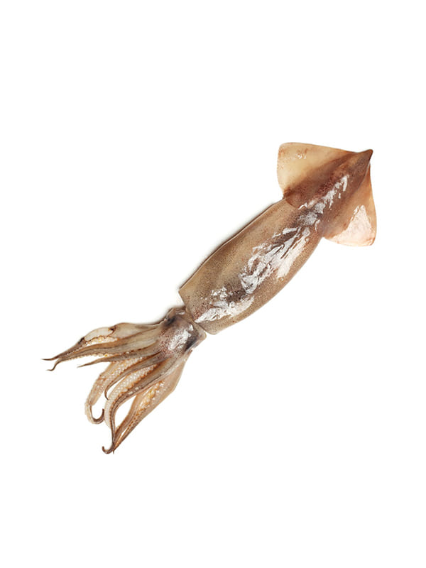 Καλαμάρι ολόκληρο Ν. Αφρικής (xl)12kg