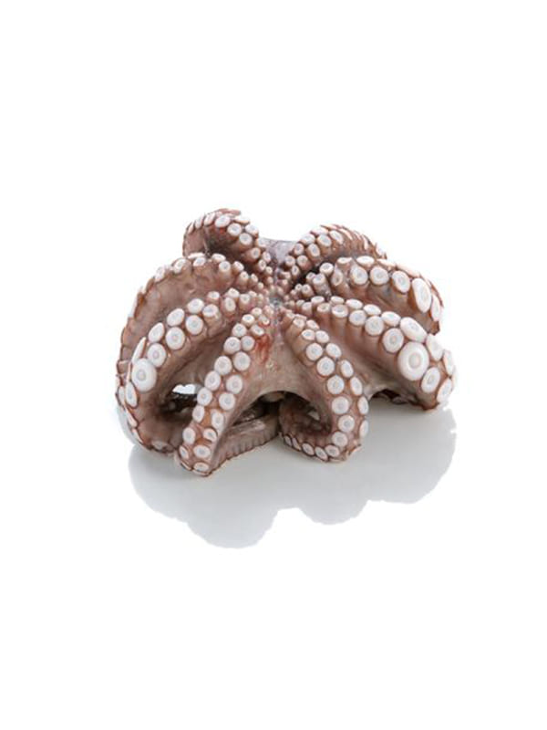 Χταπόδι Μαρόκου Τ3 παραγ/νο 6X3kg