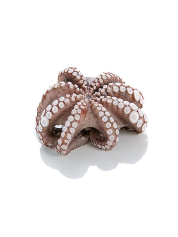 Χταπόδι Μαρόκου Τ4 παραγ/νο 9X2kg