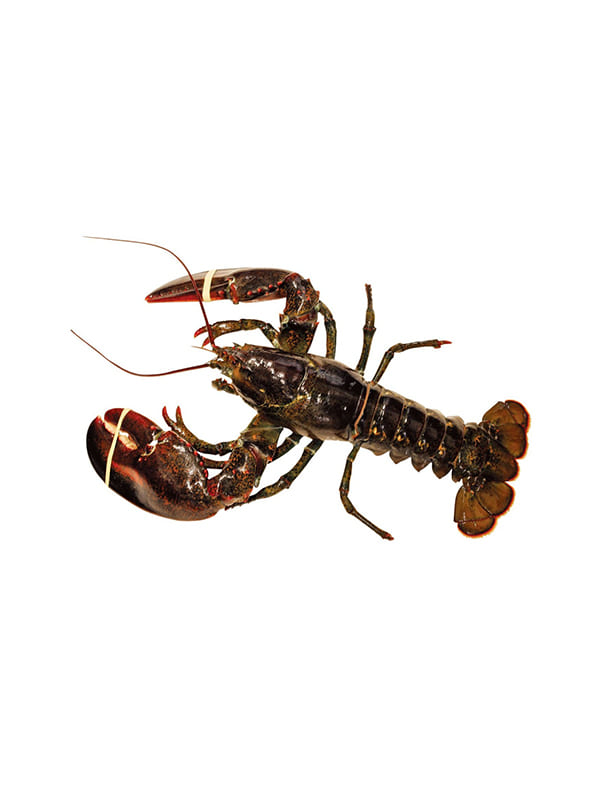 Αστακός Καραϊβικής 460/520g 10kg