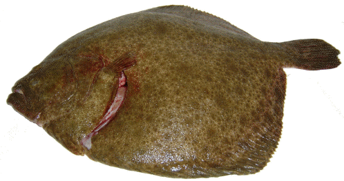 Turbot (καλκάνι) κτψ Δανίας 4kg