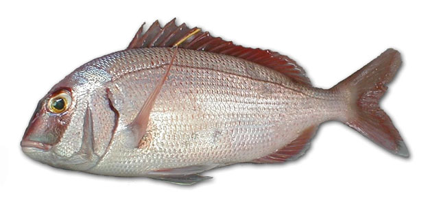 Φαγκρί Αργεντινής 400-600gr 10kg