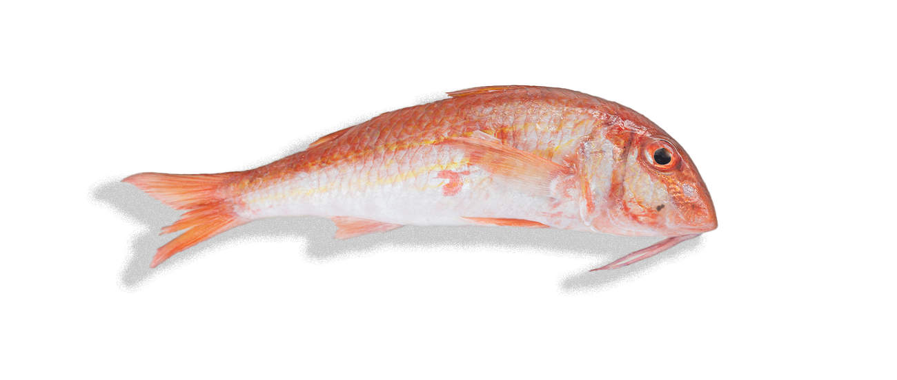 Μπαρμπούνι MU-2 Oman 22kg